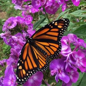 Meet your Posher, Janine